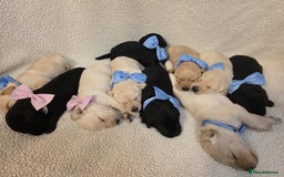 Goldador dogs for sale: Goldador puppies - Image 9