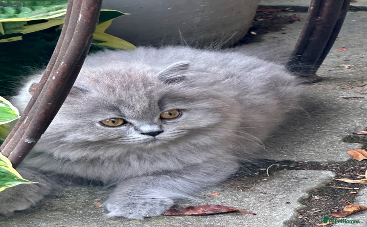 British Shorthair cats - Advert 3