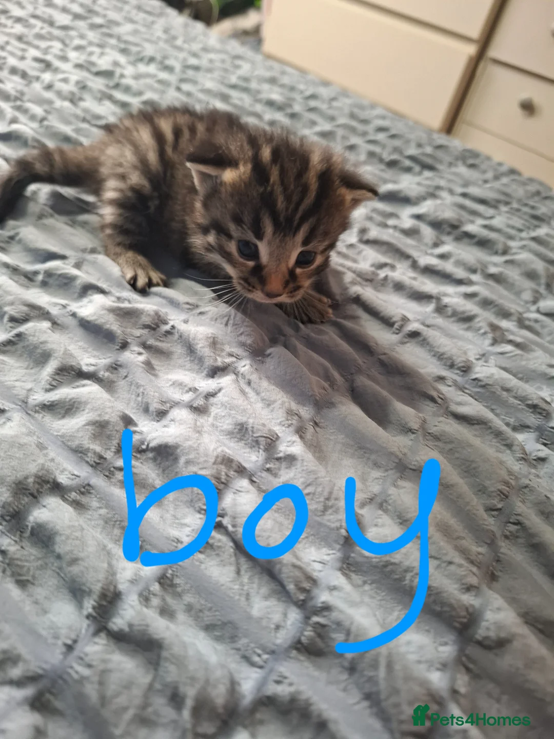 Mixed Breed cats for sale: 12 lovely kittens looking for their forever homes  - Advert 13