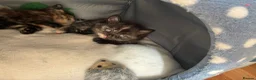 Mixed Breed cats for sale: Beautiful British x Domestic Tortie kittens - Advert 11