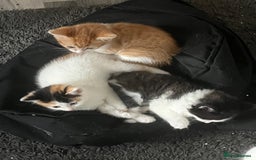 Mixed Breed cats for sale: Mixed breed kittens - Image 1