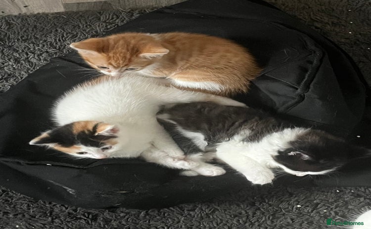 Mixed Breed cats - Advert 3