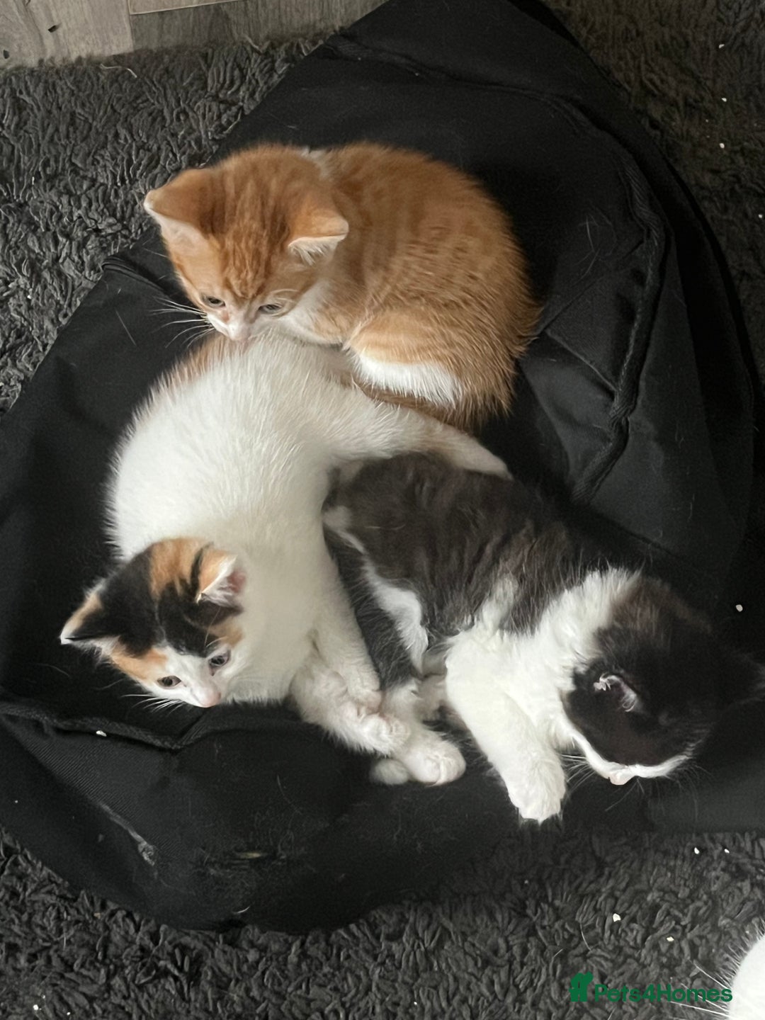 Mixed Breed cats for sale: Mixed breed kittens - Image 1