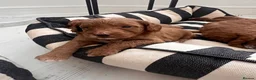Australian Labradoodle dogs for sale: Absolutely outstanding Australian Labradoodle 🐾 - Advert 5