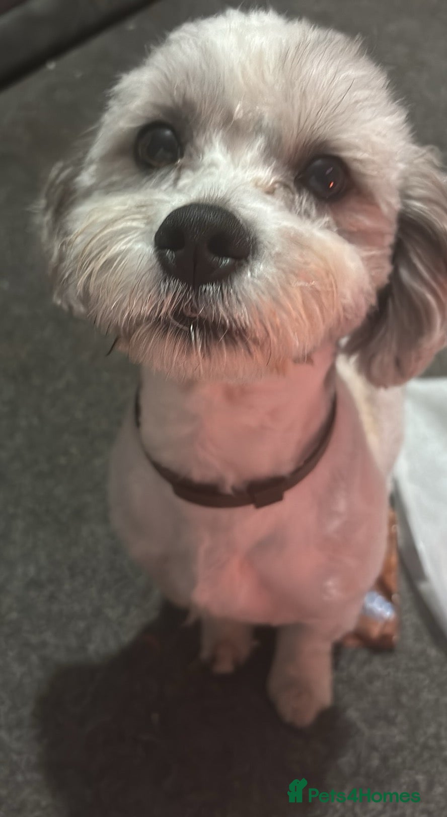 Mixed Breed dogs Milo the shiztpoo - Advert 9