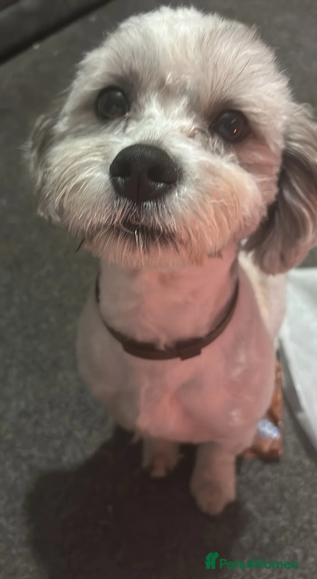 Mixed Breed dogs for stud: Milo the shiztpoo in South Shields - Advert 1