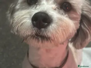 Mixed Breed dogs Milo the shiztpoo - Advert 9