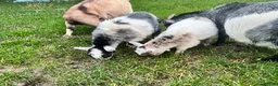 Goats livestock for sale: Beautiful Baby Pigmy Goats - Advert 8