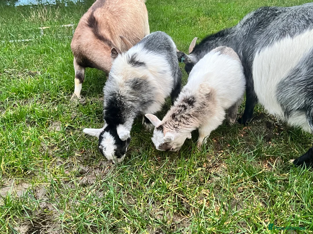 Goats livestock for sale: Beautiful Baby Pigmy Goats - Advert 8