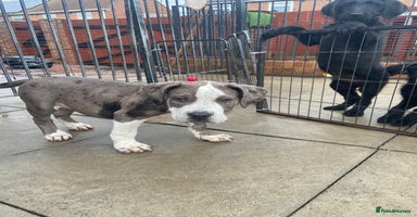 Mixed Breed dogs - Advert 6