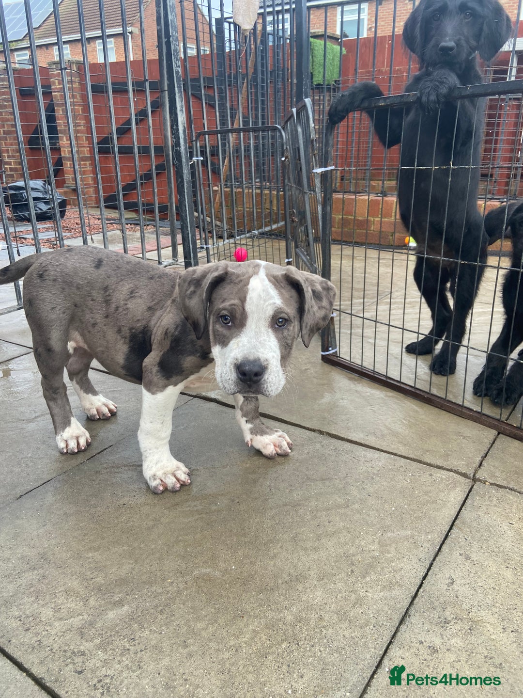 Mixed Breed dogs for sale: NORTH AMERICAN MASTIFF - Image 12