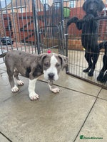 Mixed Breed dogs - Advert 3