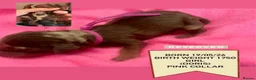 Miniature Dachshund dogs for sale: Miniature dachshunds - ready to leave mid-July  in Maidstone - Advert 7