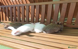 Mixed Breed rabbits for sale: Rabbits for sale  - Image 4