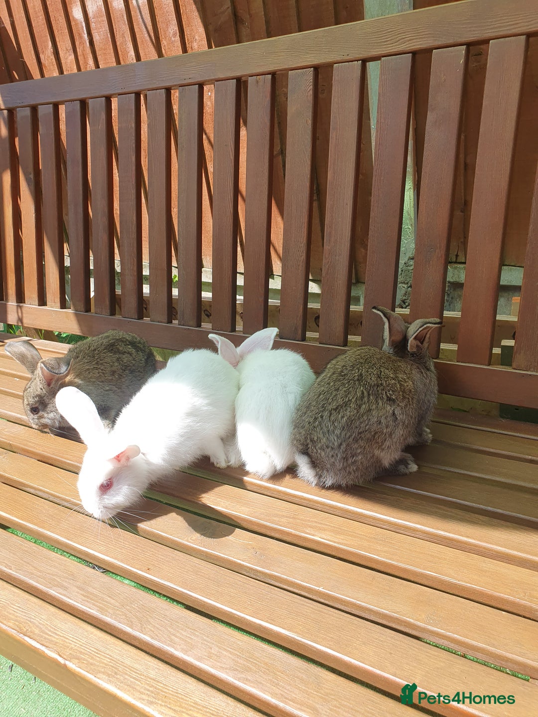 Mixed Breed rabbits for sale: Rabbits for sale  - Image 4