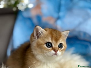 British Shorthair cats 🌟Amazing 4 BSH Golden kittens🌟 - Advert 12