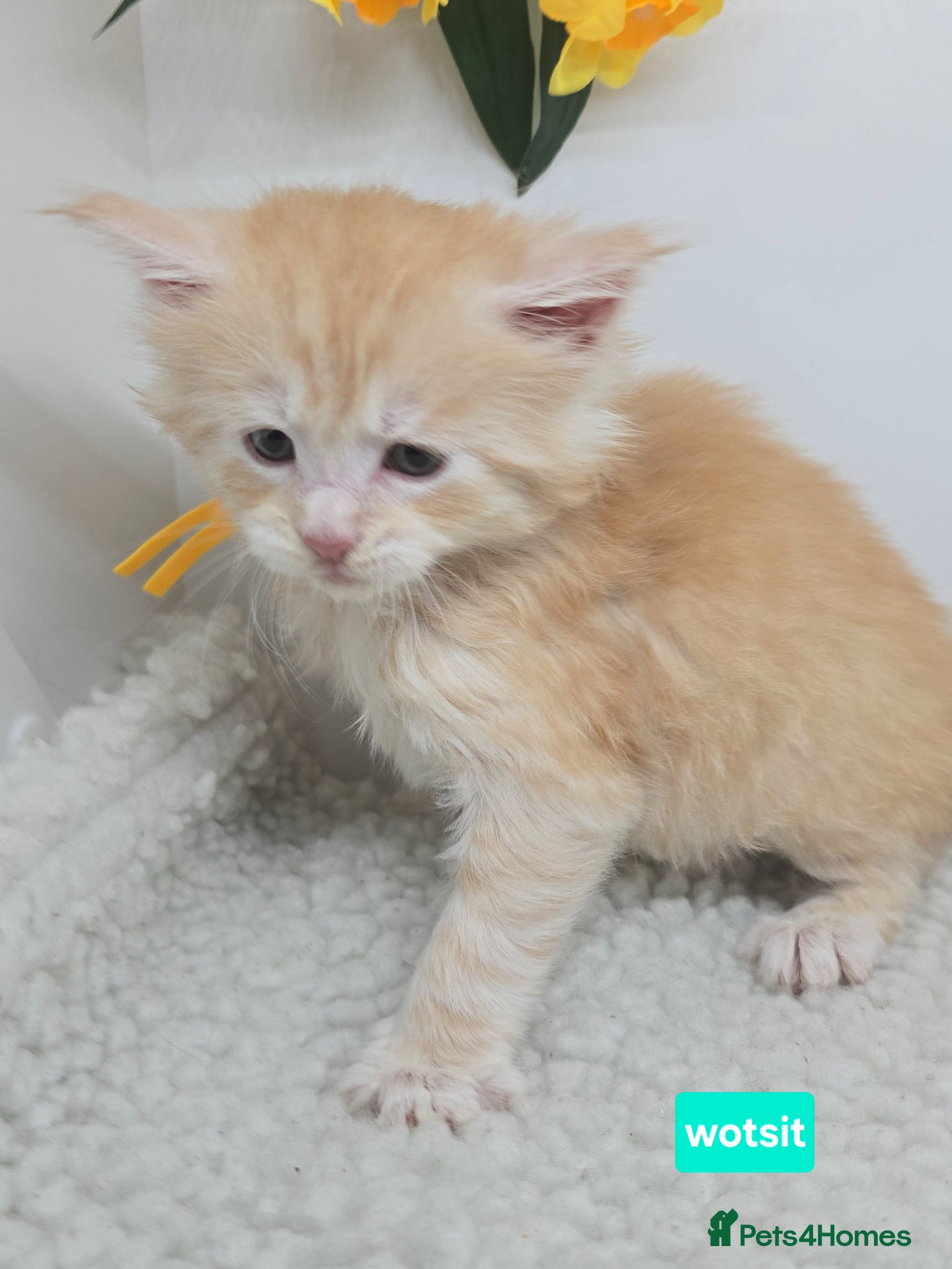 Maine Coon cats Amazing Red & Cream Boys Maine Coons (shaded line) - Advert 4