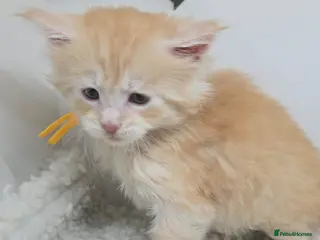 Maine Coon cats Amazing Red & Cream Boys Maine Coons (shaded line) - Advert 4