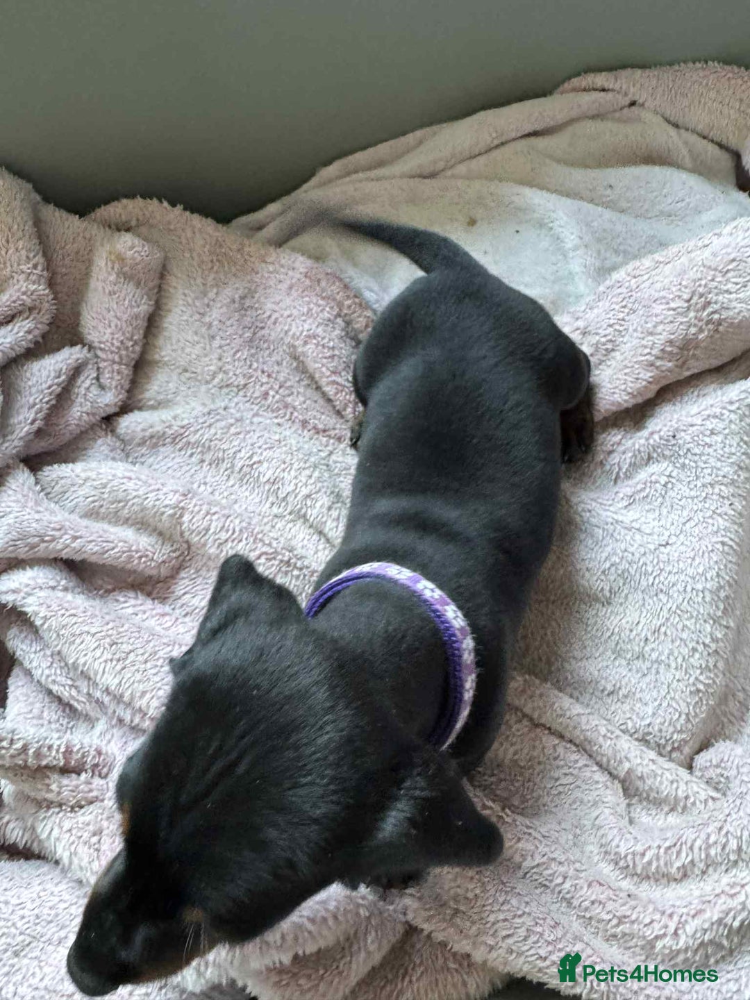 Miniature Dachshund dogs for sale: My family dogs have had a litter of 5  - Advert 12