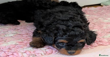 Pomapoo dogs - Advert 3