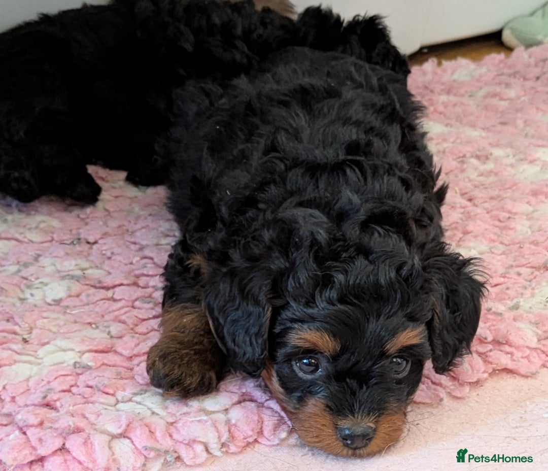 Pomapoo dogs for sale: Gorgeous Pomapoo puppies  - Image 2