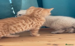 British Shorthair cats for sale: Bsh and Scottish straight mix - Image 9