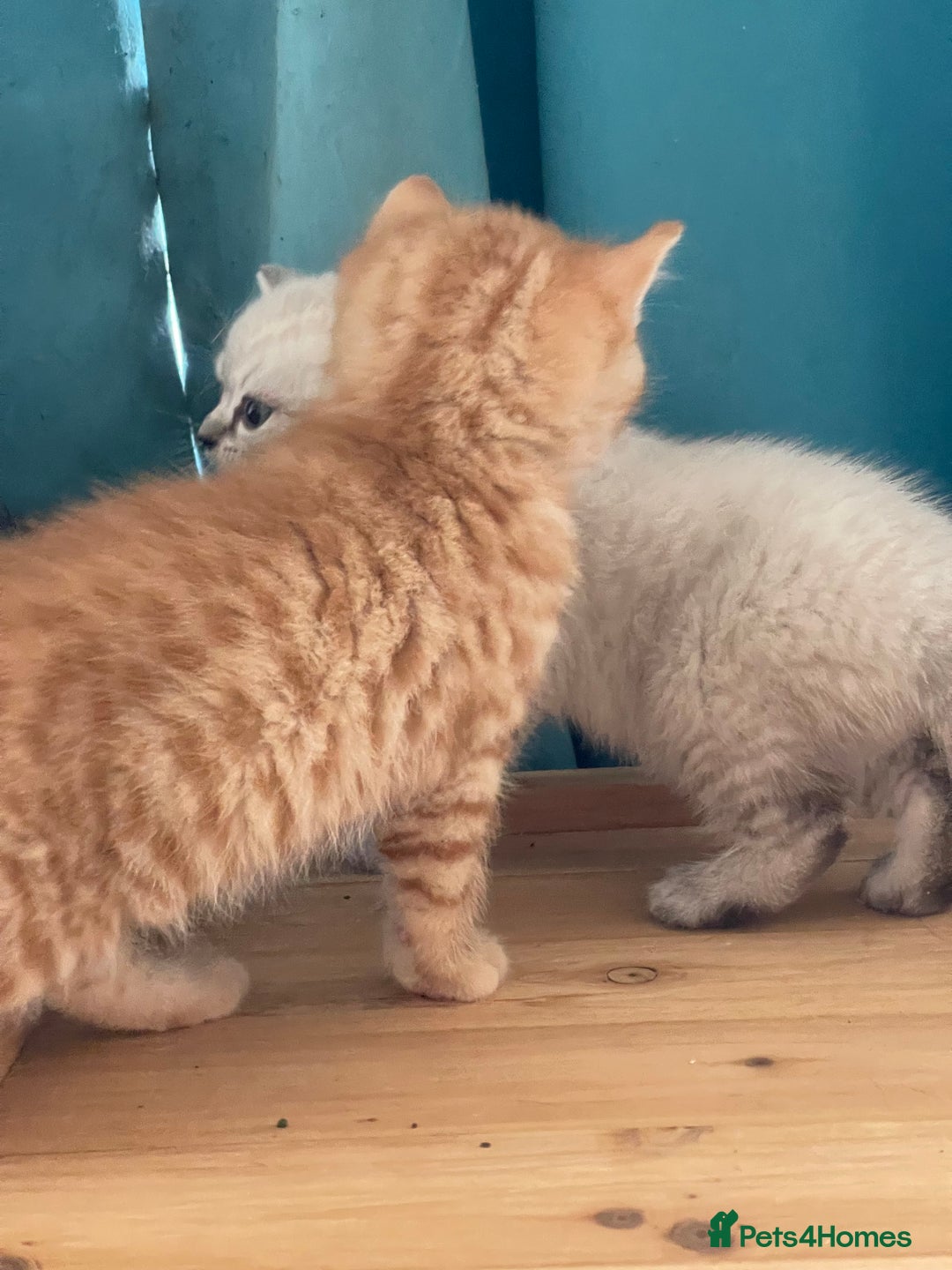 British Shorthair cats for sale: Bsh and Scottish straight mix - Image 9