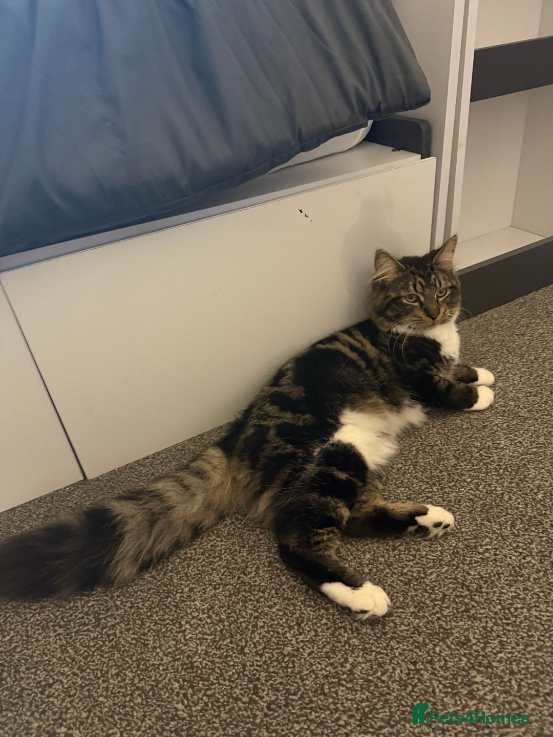 Mixed Breed cats for sale: Oliver & Oscar  - Advert 8