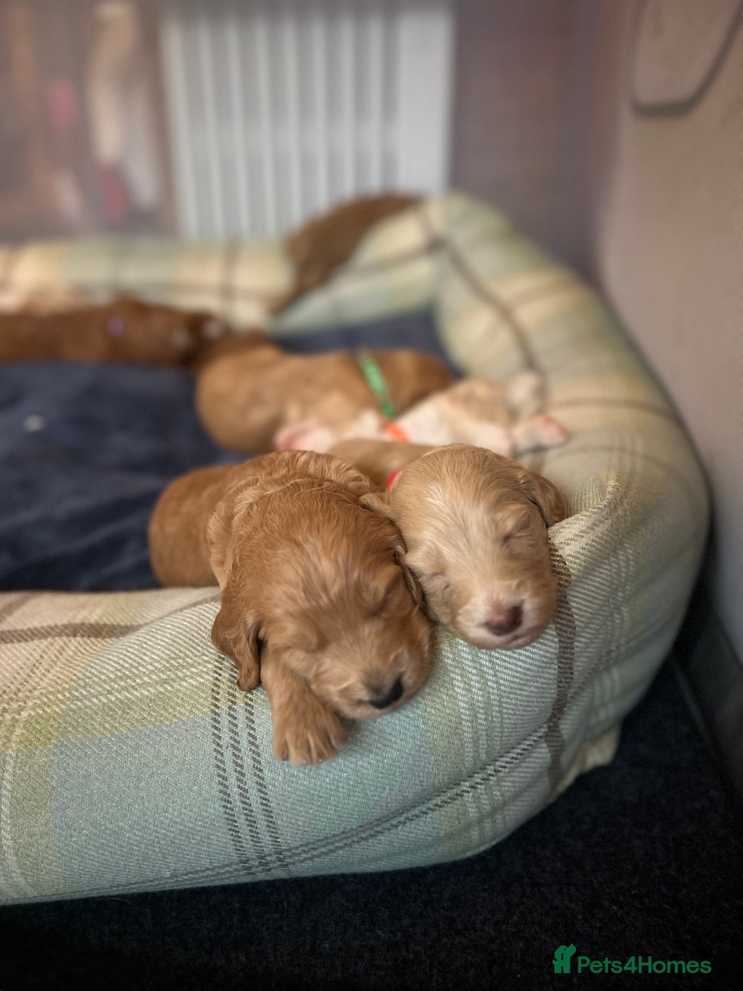 Cockapoo dogs for sale: Apricot F1B Cockapoo puppies - Advert 11