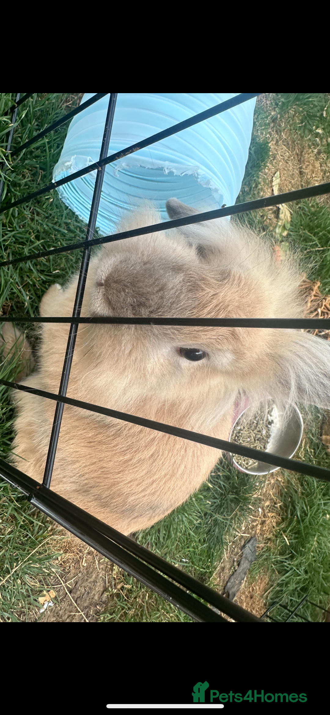 Dwarf Lop rabbits for sale: 2 female rabbits  - Image 4