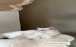 Ragdoll cats for sale: Purebred Ragdolls – Ready to Reserve Now 🍼 - Image 7