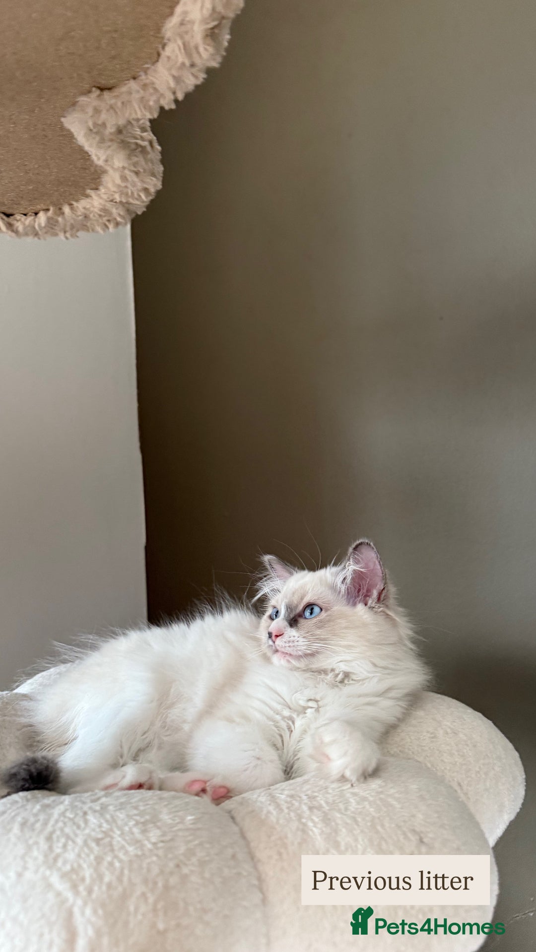 Ragdoll cats for sale: Purebred Ragdolls – Ready to Reserve Now 🍼 - Image 7