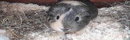 Guinea Pig rodents for sale: 2 female guinea pigs, large hutch and accessories - Advert 11