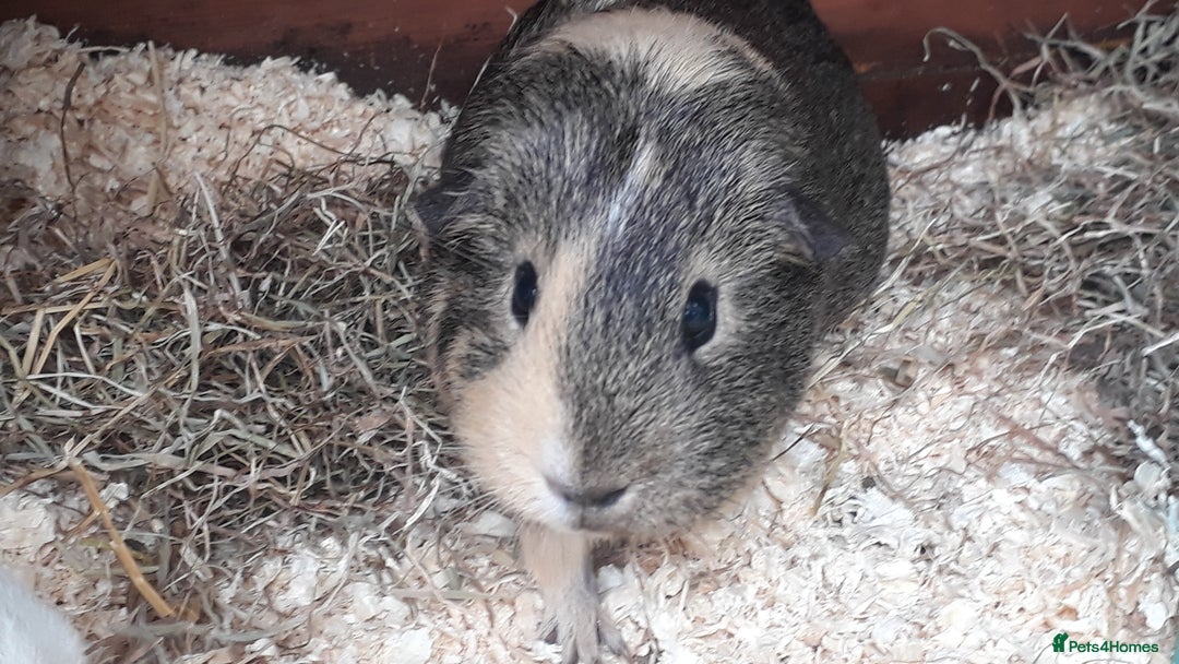 Guinea Pig rodents for sale: 2 female guinea pigs, large hutch and accessories - Advert 11