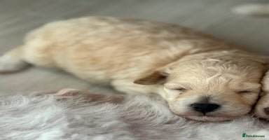 Toy Poodle dogs - Advert 14