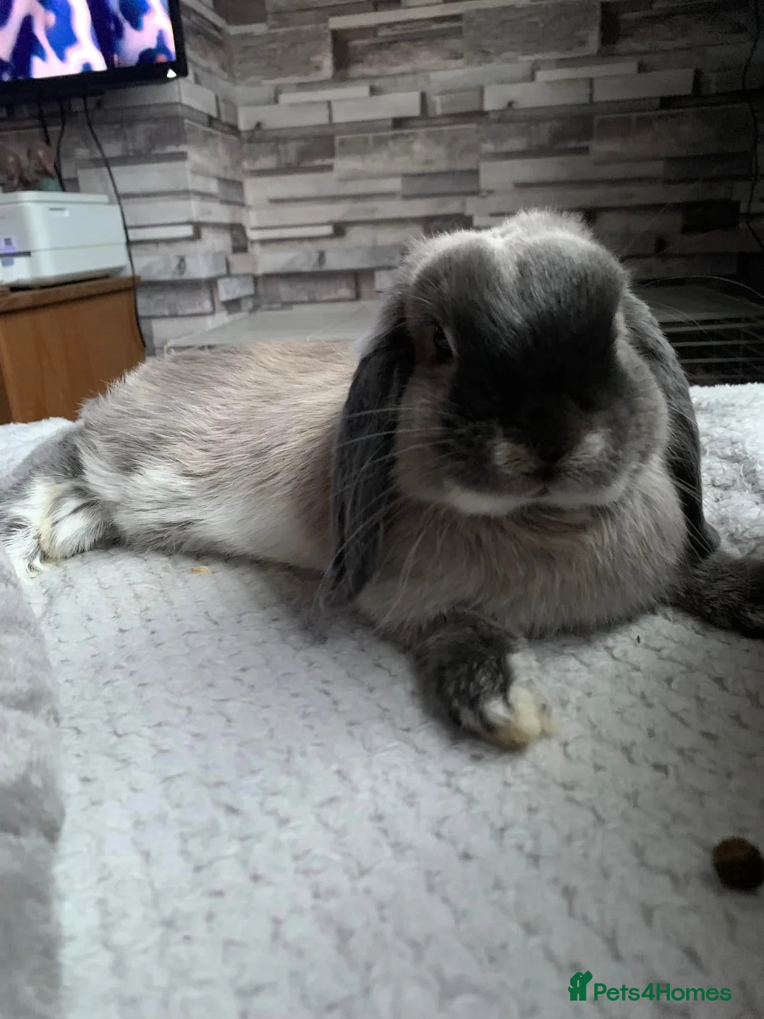 Mini Lop rabbits for sale: Adult Mini lops  - Advert 5