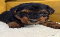 Welsh Terrier dogs for sale: Top quality litter  - Image 5