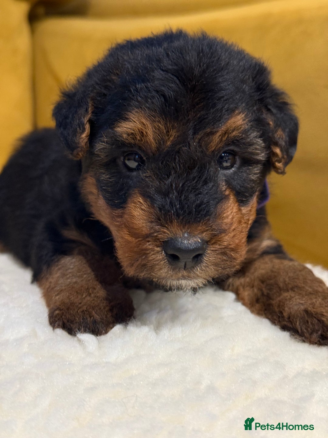 Welsh Terrier dogs for sale: Top quality litter  - Image 5