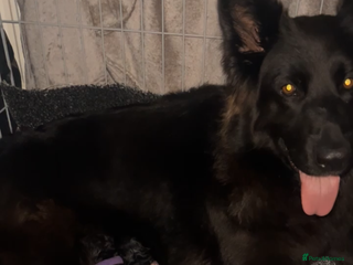 German Shepherd dogs 3 Beautiful German Shepherd puppies - Advert 8