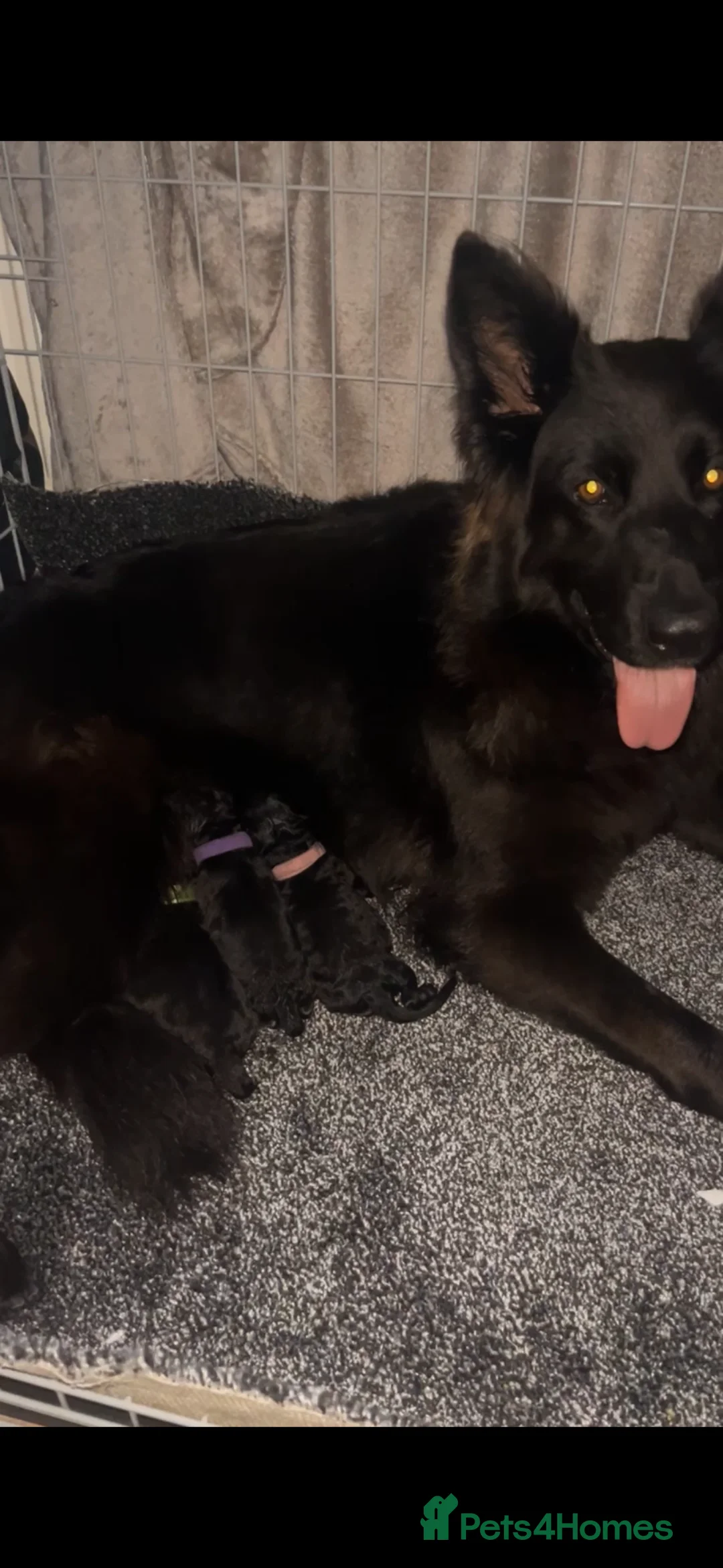 German Shepherd dogs for sale: 1 Purebred black GSD puppy - Advert 2