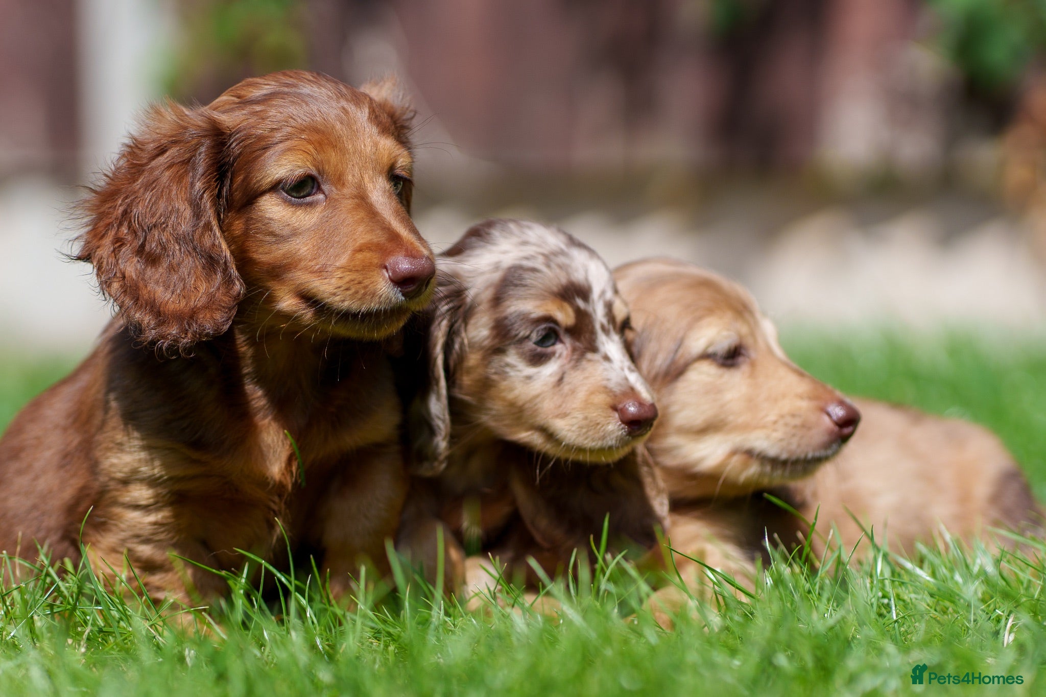 Miniature Dachshund dogs 🐾 MINIATURE LONG HAIRED DACHSHUND PUPPIES 🐾 - Advert 3