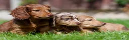 Miniature Dachshund dogs for sale: 🐾 MINIATURE LONG HAIRED DACHSHUND PUPPIES 🐾 - Advert 1