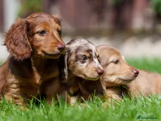 Miniature Dachshund dogs 🐾 MINIATURE LONG HAIRED DACHSHUND PUPPIES 🐾 - Advert 3