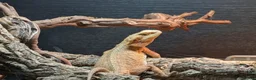 Bearded Dragon reptiles for sale: Orange bearded dragon and new vivarium  in Burton-on-Trent - Advert 2