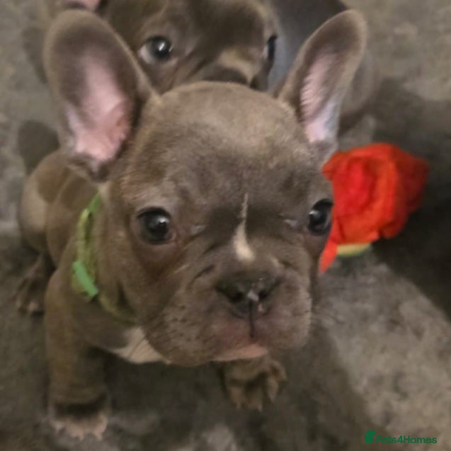 French Bulldog dogs Frenchie babies looking for their forever homes - Advert 2