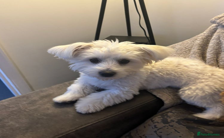 Maltese dogs - Advert 9