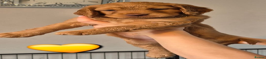 Cockapoo Puppy 3