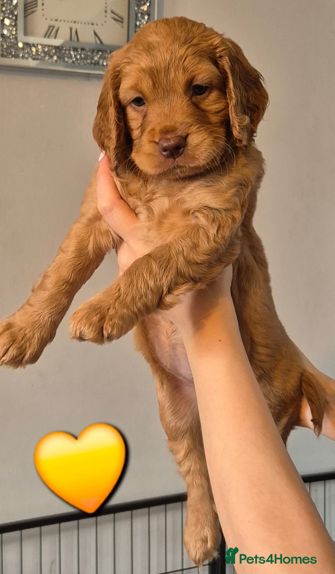 Cockapoo dogs for sale: F1B Cockapoo's - Image 7