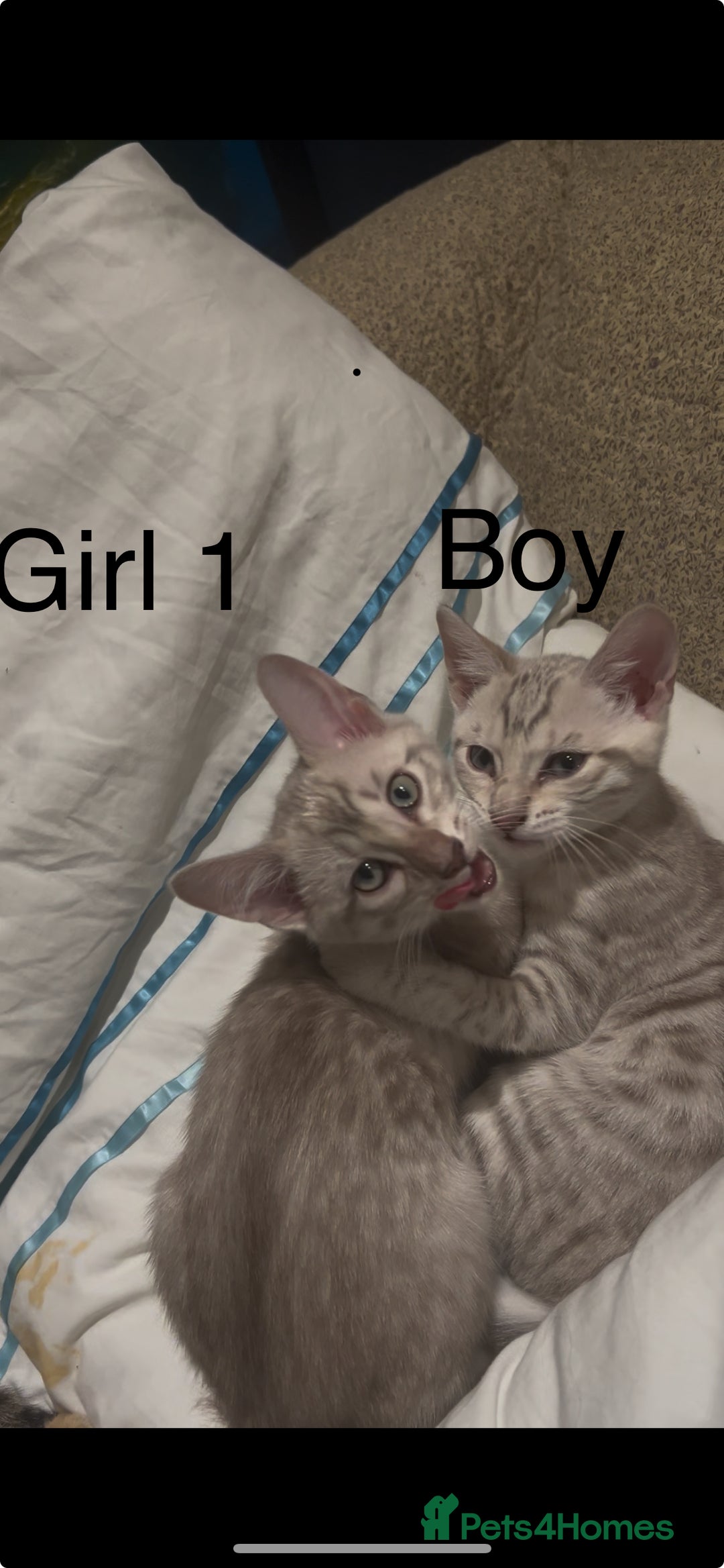 Mixed Breed cats for sale: mixed bengal kittens, ready to leave b4  **  - Advert 16