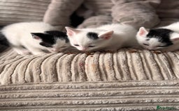 Mixed Breed cats for sale: Kittens available for sale with heterochromia - Image 25
